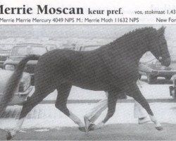 stallion Merrie Moscan (New Forest Pony, 1969, from Merrie Mercury)