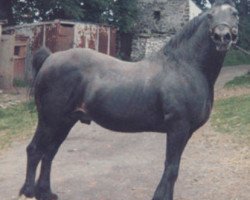 stallion Pentre Eiddwen Comet (Welsh-Cob (Sek. C), 1946, from Eiddwens Image)