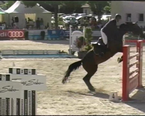 Springpferd Newton 31 (Westfale, 2000, von Noble Roi xx)