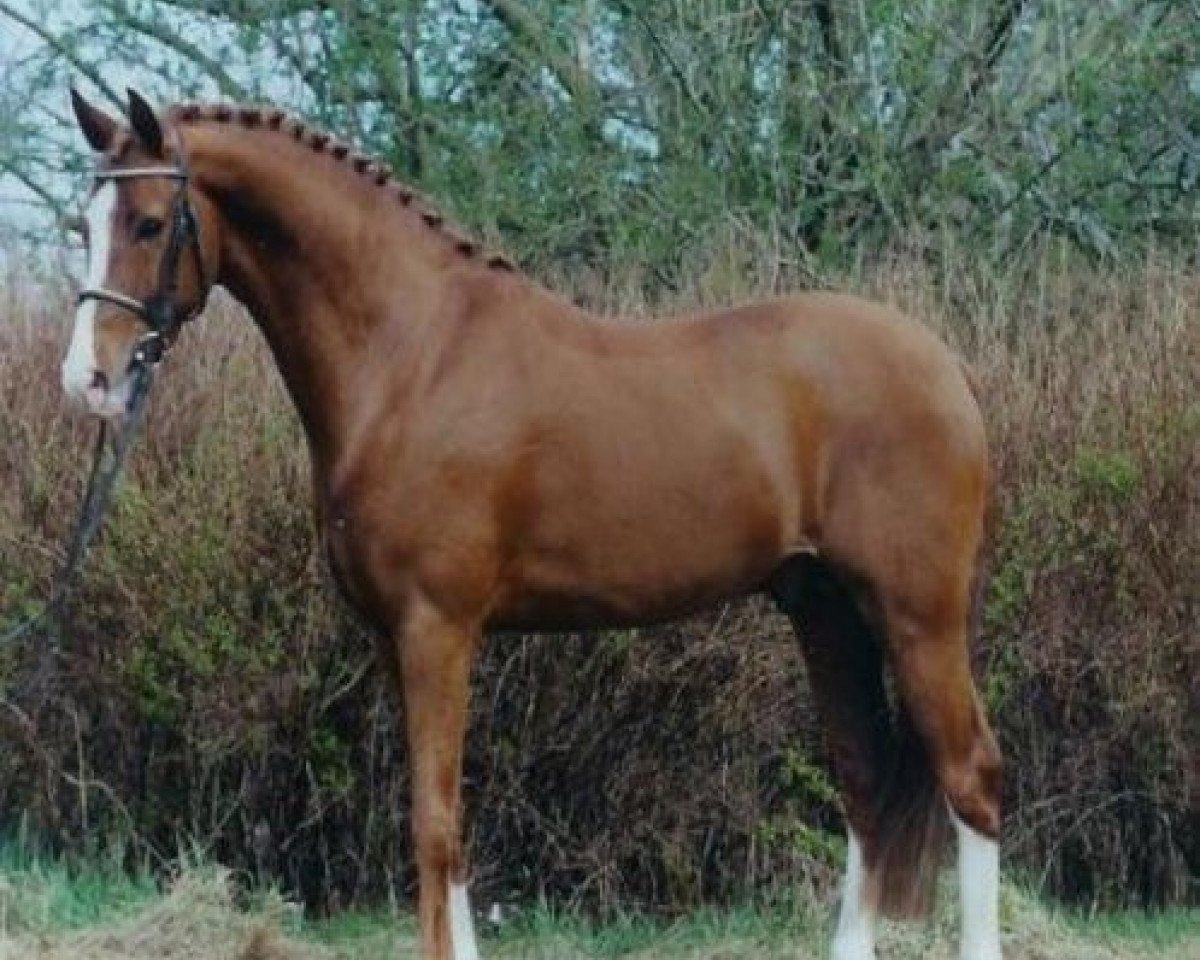 stallion Heidbergs Nancho Nova (German Riding Pony, 1998, from Night-Cup)