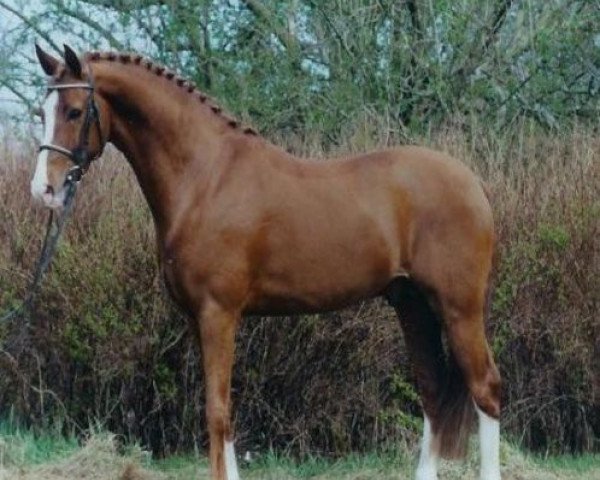 horse Heidbergs Nancho Nova (German Riding Pony, 1998, from Night-Cup)