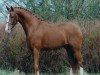 stallion Heidbergs Nancho Nova (German Riding Pony, 1998, from Night-Cup)