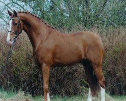 stallion Heidbergs Nancho Nova (German Riding Pony, 1998, from Night-Cup)