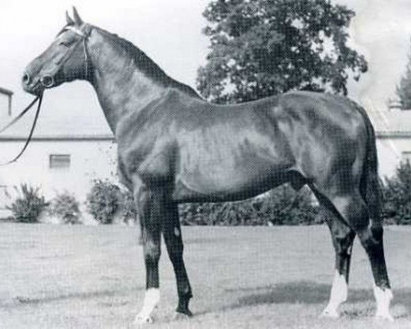 stallion Consul (Holsteiner, 1960, from Cottage Son xx)
