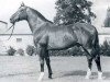 horse Consul (Holsteiner, 1960, from Cottage Son xx)