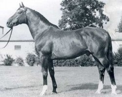 Deckhengst Consul (Holsteiner, 1960, von Cottage Son xx)