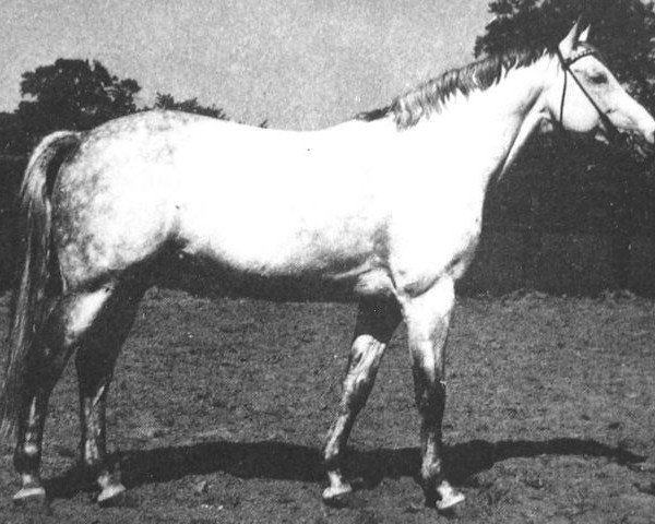stallion Index (Trakehner, 1966, from Pregel)