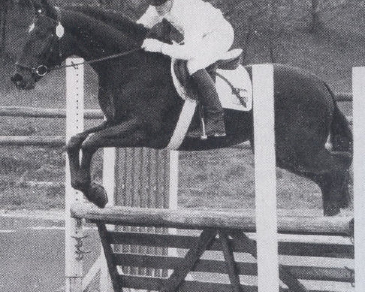 stallion Report II (Westphalian, 1977, from Ramiro Z)