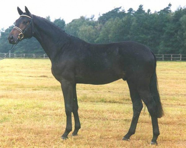 stallion Domhardt (Trakehner, 1991, from Lehndorff's)
