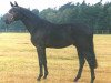 stallion Domhardt (Trakehner, 1991, from Lehndorff's)