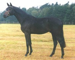 stallion Domhardt (Trakehner, 1991, from Lehndorff's)