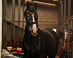 Springpferd Caprini Candy (Irish Sport Horse, 2016, von Sligo Candy Boy)