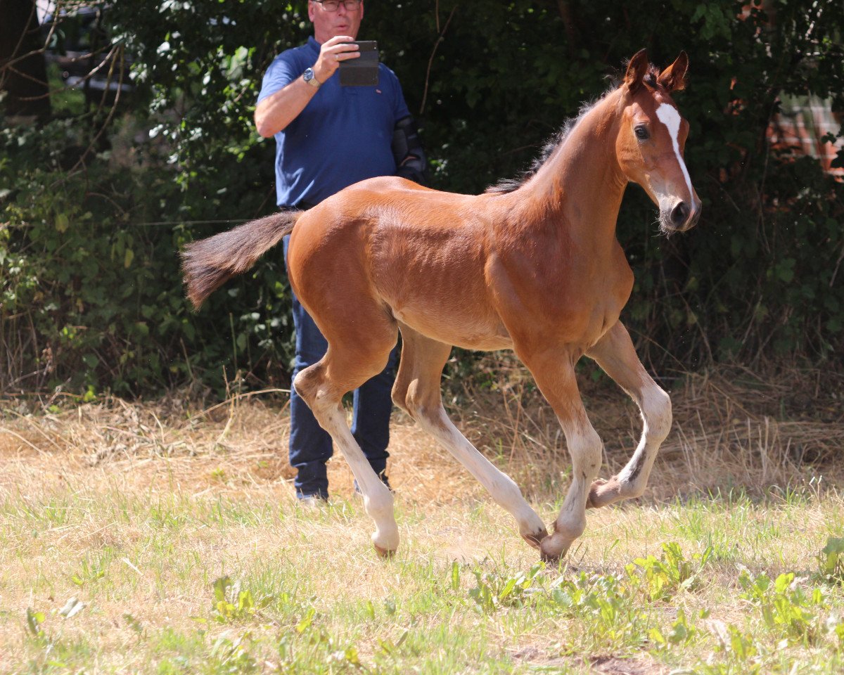 jumper Faro HW (Westphalian, 2022, from Forlee)