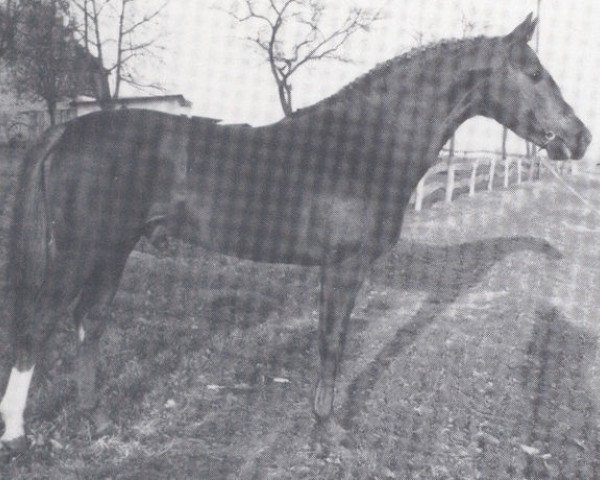 stallion Furier (Zweibrücken, 1971, from Furioso II)