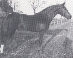 Deckhengst Furier (Zweibrücker, 1971, von Furioso II)