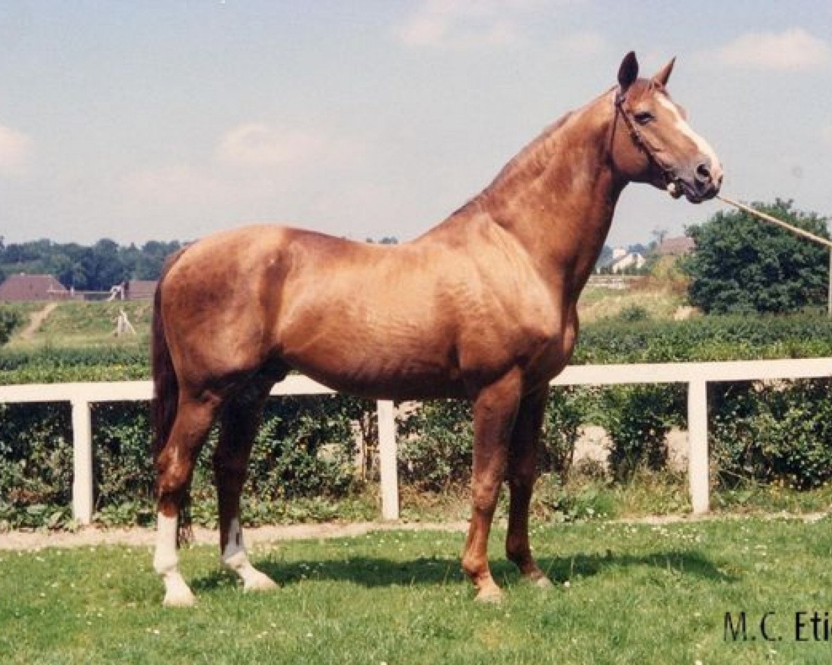 Deckhengst Starter (Selle Français, 1962, von Rantzau xx)
