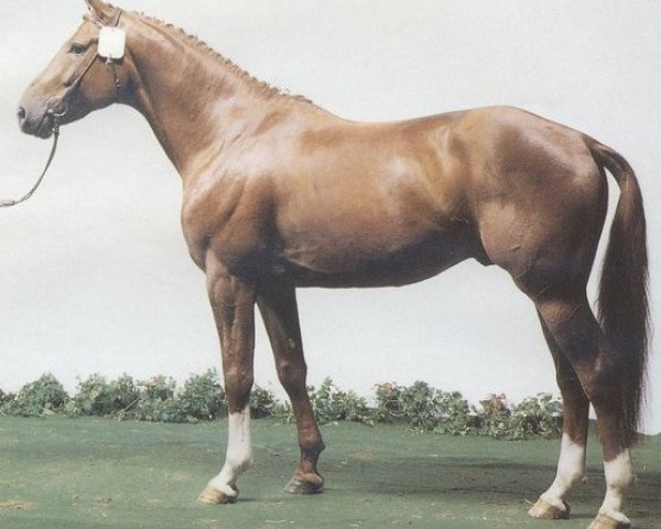 stallion Werther's Erbe (Hanoverian, 1983, from Werther)