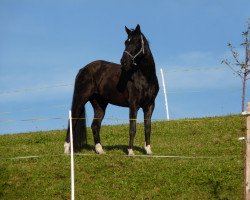 dressage horse Wyoming Star (Hanoverian, 2002, from Wolkentanz I)