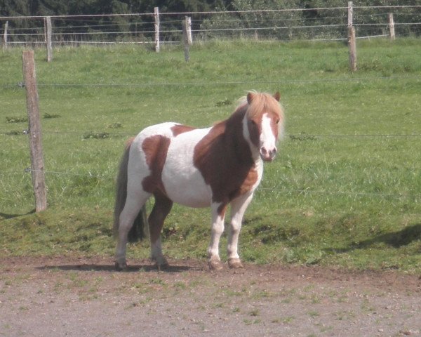 horse Holsteins Picobello (Shetland Pony, 2000, from Pascha)