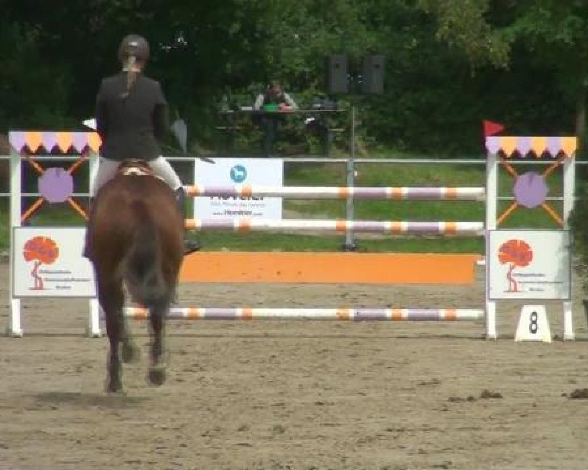 broodmare Why Not 246 (KWPN (Royal Dutch Sporthorse), 2003, from Karandasj)