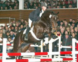 Springpferd Copilot 9 (Westfale, 2002, von Contender)