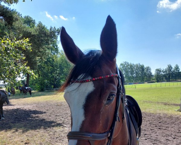 jumper Fair Lady 408 (Hanoverian, 2014, from For Keeps)