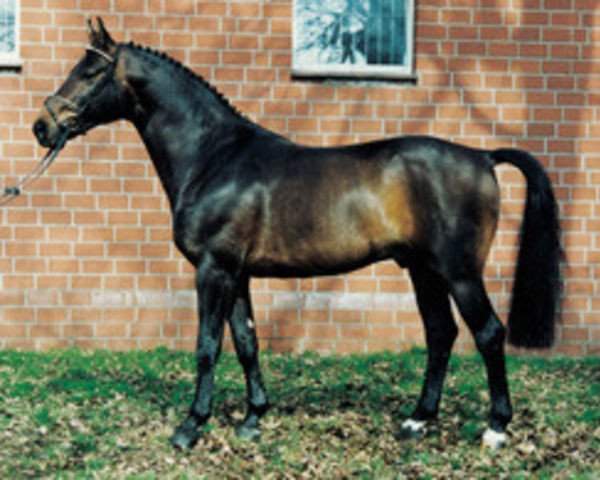 stallion Dirano (Hanoverian, 1988, from Don Juan)