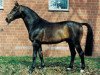 stallion Dirano (Hanoverian, 1988, from Don Juan)