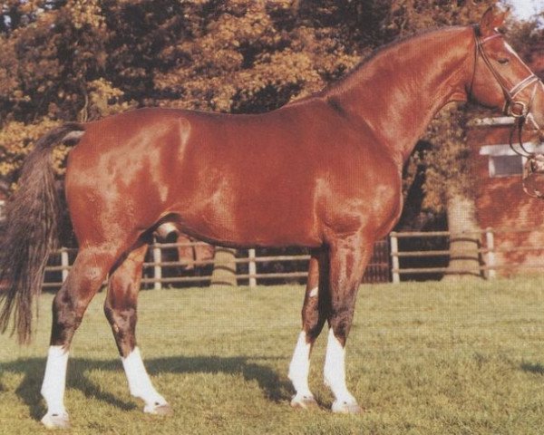 stallion Gardegeneral (Hanoverian, 1980, from Gardeulan I)