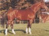 stallion Gardegeneral (Hanoverian, 1980, from Gardeulan I)