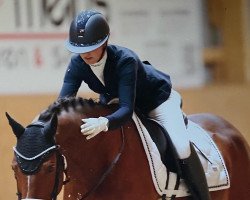 dressage horse Cesaro 4 (Holsteiner, 2006, from Cesano II)