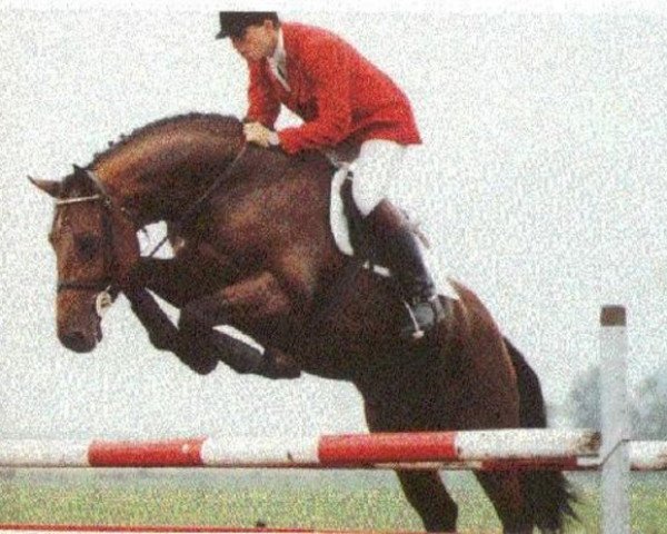 stallion Goodwill (Holsteiner, 1988, from Landgraf I)