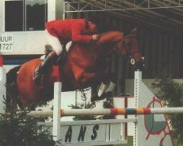 Deckhengst Furore (Koninklijk Warmbloed Paardenstamboek Nederland (KWPN), 1987, von Ahorn)