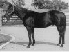 stallion Balladier xx (Thoroughbred, 1932, from Black Toney xx)