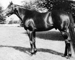 stallion Spy Song xx (Thoroughbred, 1943, from Balladier xx)