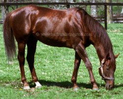 stallion Crimson Satan xx (Thoroughbred, 1959, from Spy Song xx)