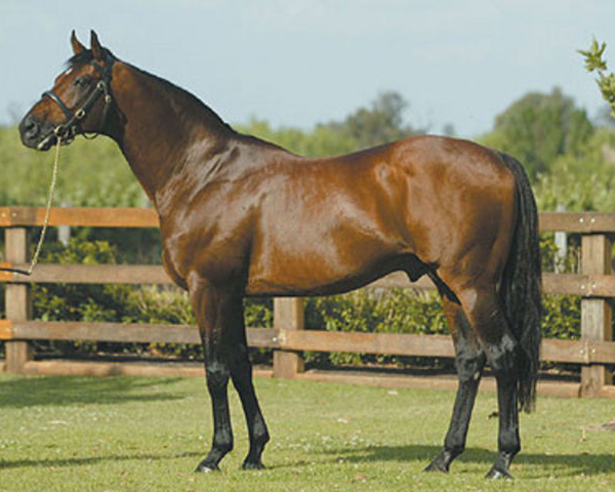 stallion Royal Academy xx (Thoroughbred, 1987, from Nijinsky xx)