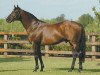 stallion Royal Academy xx (Thoroughbred, 1987, from Nijinsky xx)