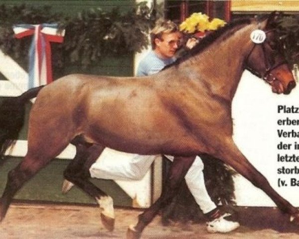 stallion Magnum (German Riding Pony, 1987, from Balthasar)