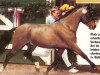 horse Magnum (German Riding Pony, 1987, from Balthasar)