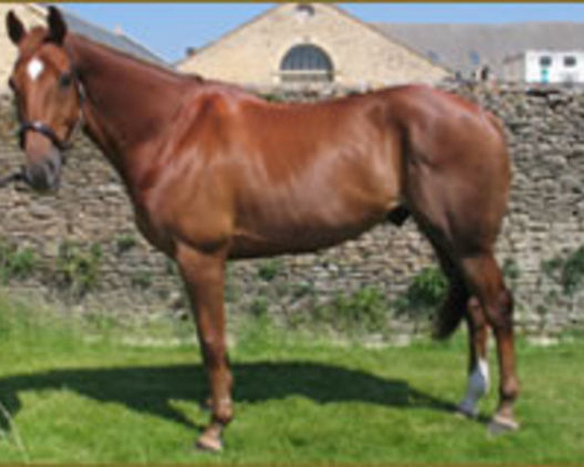 stallion Ballinvella xx (Thoroughbred, 1977, from Super Slip xx)