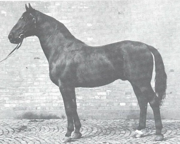stallion Fesch (Westphalian, 1936, from Feiner Kerl)