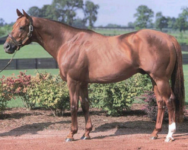 stallion Miswaki xx (Thoroughbred, 1978, from Mr. Prospector xx)