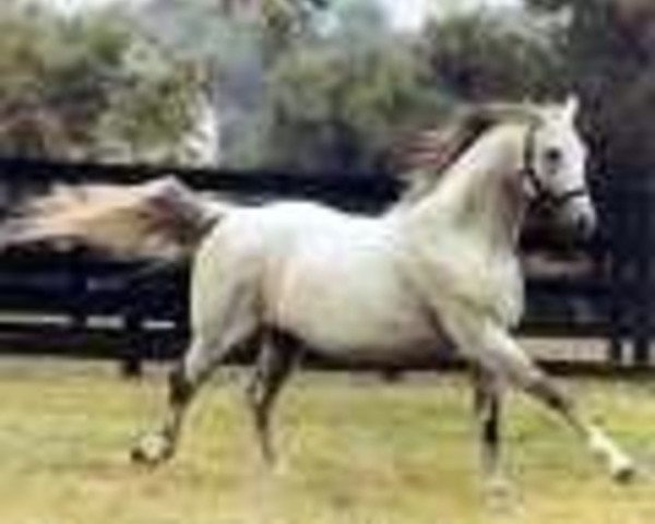 stallion Fortino II xx (Thoroughbred, 1959, from Grey Sovereign xx)