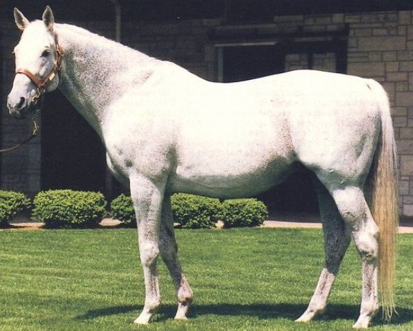 stallion Caro xx (Thoroughbred, 1967, from Fortino II xx)