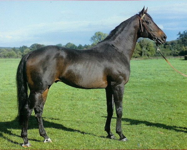 stallion Nebos xx (Thoroughbred, 1976, from Caro xx)