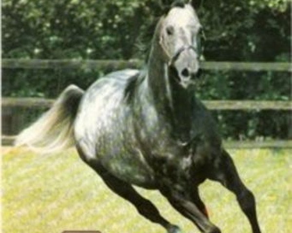 stallion Kalaglow xx (Thoroughbred, 1978, from Kalamoun xx)