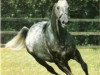 stallion Kalaglow xx (Thoroughbred, 1978, from Kalamoun xx)