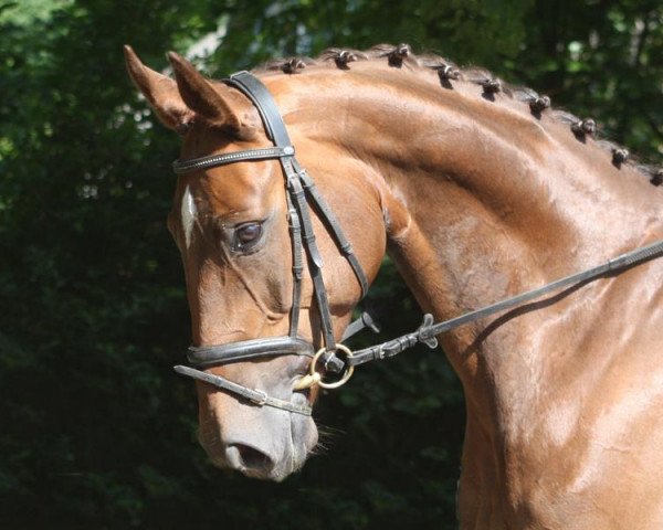 dressage horse Be My Rockstar (Hanoverian, 2006, from Brentano II)