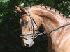 dressage horse Be My Rockstar (Hanoverian, 2006, from Brentano II)